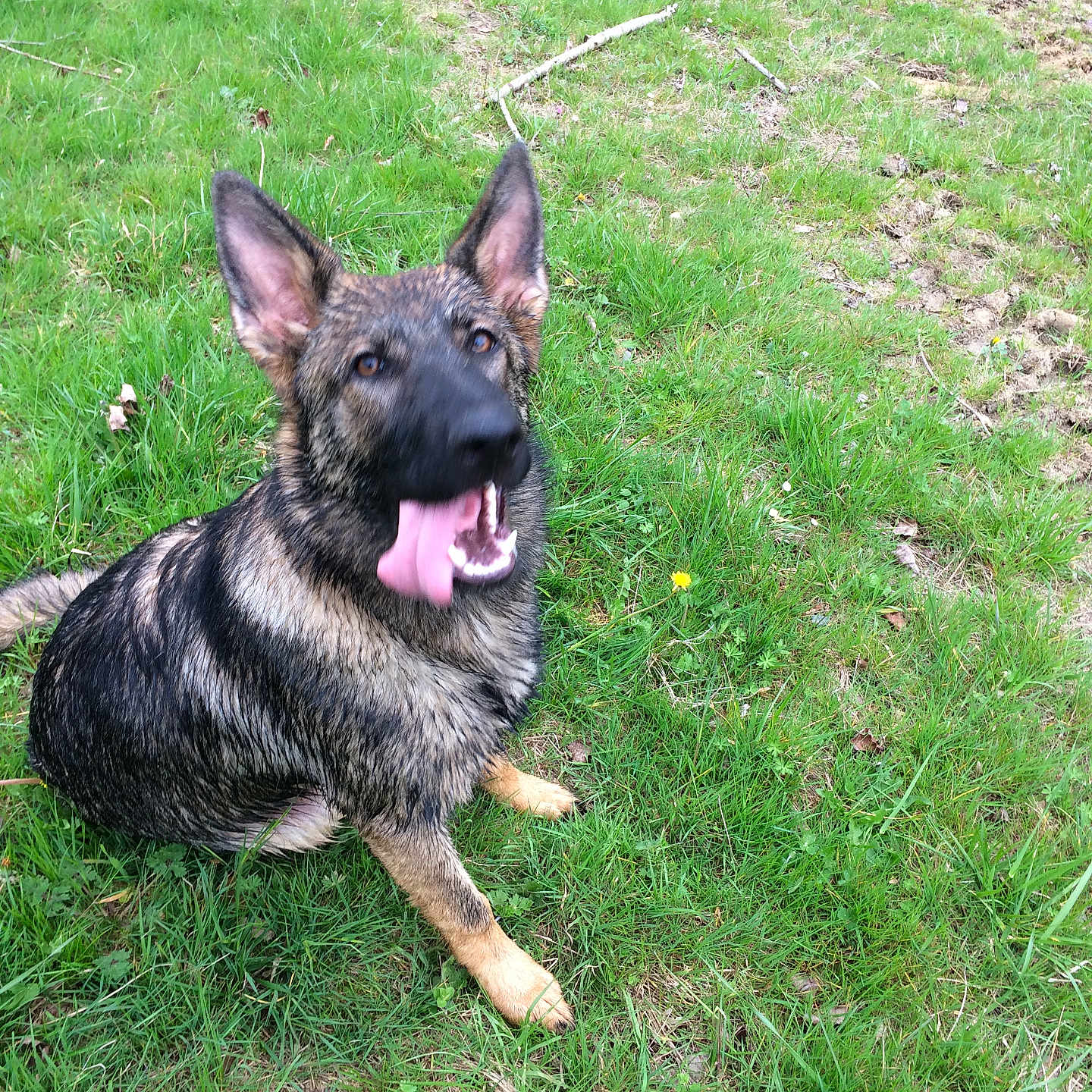 Leloup a rejoint le concours — aidez-le/la à gagner de superbes lots ! animal, canine, dog, ears_up, field, fur, german_shepherd, grass, greenery, happy, mud, muddy, nature, outdoor, pet, playful, sitting, tongue, tongue_out, young_dog