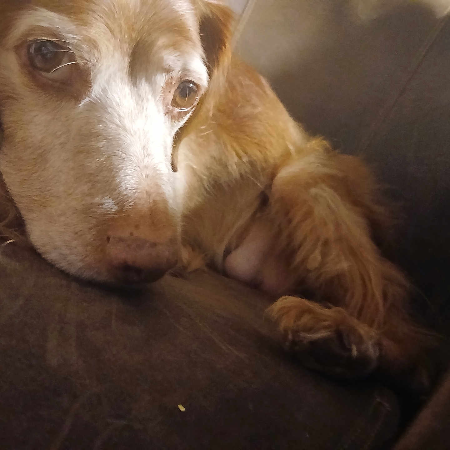 Hugo