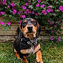 Zero joined the competition — help win amazing prizes! animal, canine, collar, cute, dachshund, dog, flowers, fur, garden, grass, greenery, nature, outdoor, pet, playful, puppy, purple_flowers, small_dog, walking, young_dog