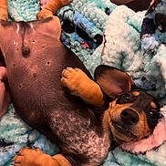 Zero is registered to the contest to win money with this photo: animal, black, blanket, brown, cozy, cute, dachshund, dog, ears, face, fluffy, fur, indoors, lying_down, mammal, paws, pet, puppy, relaxed, snout