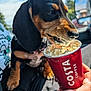 Zero is registered to the contest to win money with this photo: animal, black_and_tan, car_interior, closeup, coffee_cup, cute, dachshund, dog, hand, licking, outdoor_light, person, pet, puppy, sky, sunlight, tattoo, vehicle, whipped_cream, window