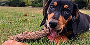 Zero joined the competition — help win amazing prizes! animal, black_and_tan, canine, chewing, close_up, cute, dog, grass, greenery, leaf, nature, outdoor, pet, playful, puppy, stick, summer, tongue, tree, young_dog