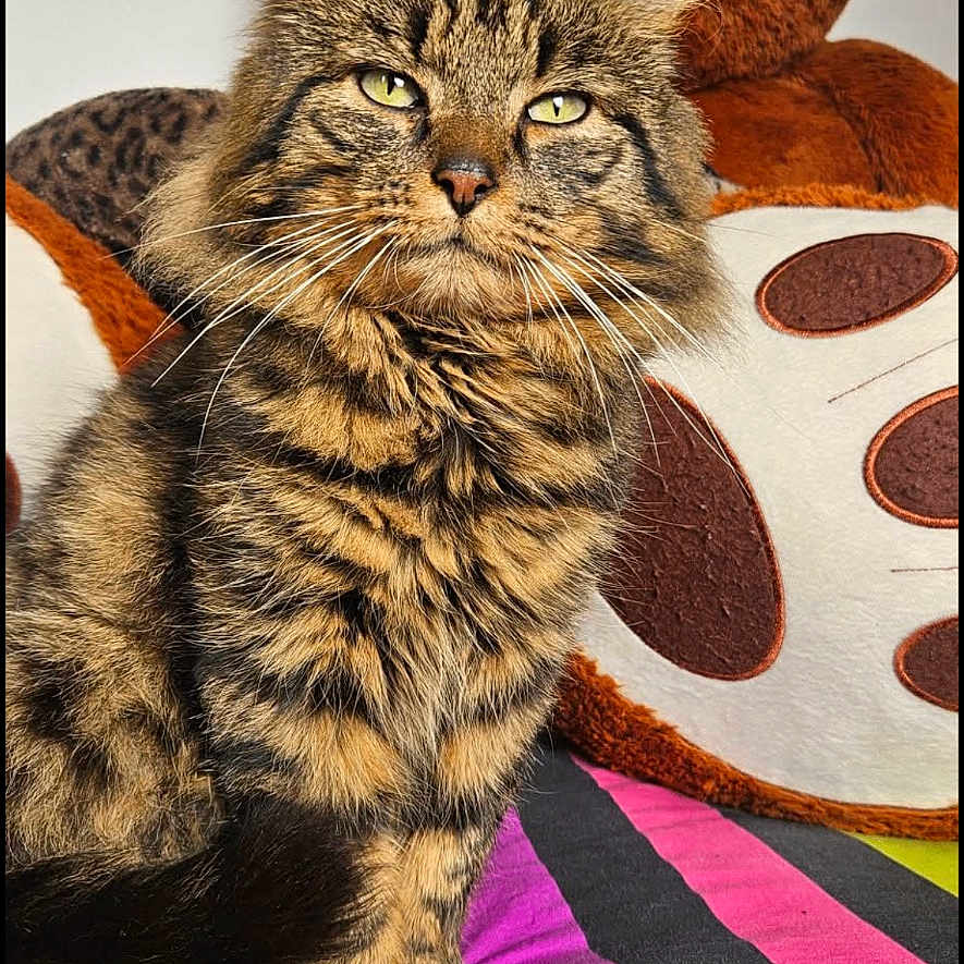 Chatlow participe au concours pour gagner de l'argent avec cette photo : black, brown, cat, closeup, cute, domestic_animal, ears, feline, fur, indoor, pet, plush_toy, relaxed, sitting, soft_toy, striped_blanket, tabby, teddy_bear, whiskers, yellow_eyes