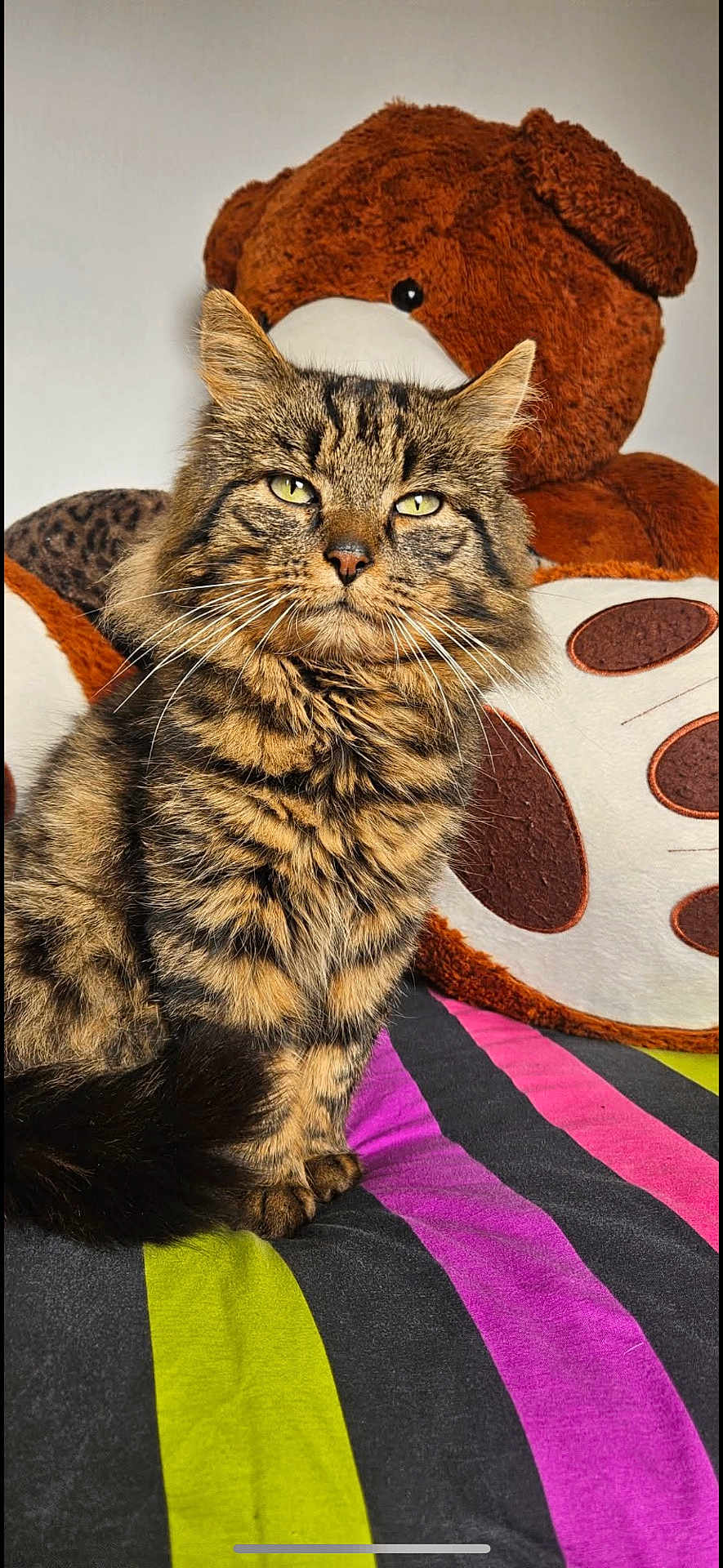 Chatlow participe au concours pour gagner de l'argent avec cette photo : black, brown, cat, closeup, cute, domestic_animal, ears, feline, fur, indoor, pet, plush_toy, relaxed, sitting, soft_toy, striped_blanket, tabby, teddy_bear, whiskers, yellow_eyes