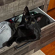 Nico is registered to the contest to win money with this photo: black_cat, cat, close_up, clothing, cozy, curious, curled, drawer, dresser, ears, floor, furniture, handle, indoor, pet, portrait, resting, whiskers, wood, yellow_eyes