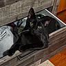 black_cat, cat, close_up, clothing, cozy, curious, curled, drawer, dresser, ears, floor, furniture, handle, indoor, pet, portrait, resting, whiskers, wood, yellow_eyes
