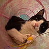Daisy is registered to the contest to win money with this photo: animal, black_and_white, cat, closeup, curious, cute, domestic, feline, floral_pattern, fun, indoor, kitten, looking, mammal, paws, pet, pink_tunnel, playful, toy, whiskers