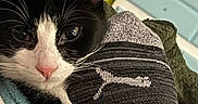 Daisy is registered to the contest to win money with this photo: animal, black_and_white, blanket, cat, close_up, cozy, cute, domestic, drawer, fur, furniture, indoor, pet, pink_nose, puma_logo, resting, sock, soft_light, textile, whiskers