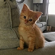 Sunshine joined the competition — help win amazing prizes! cat, couch, cozy, curious, cute, domestic_animal, furniture, furry, head_tilt, home, indoor, kitten, lamp, living_room, mirror, orange_cat, pet, small_animal, soft_light, window