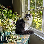 Frodo joined the competition — help win amazing prizes! black_and_white, cat, cozy, curious, decor, domestic_animal, feline, fluffy, greenery, houseplant, indoor, natural_light, pet, plant_leaves, potted_plant, serene, sunlight, table, window, wooden_table