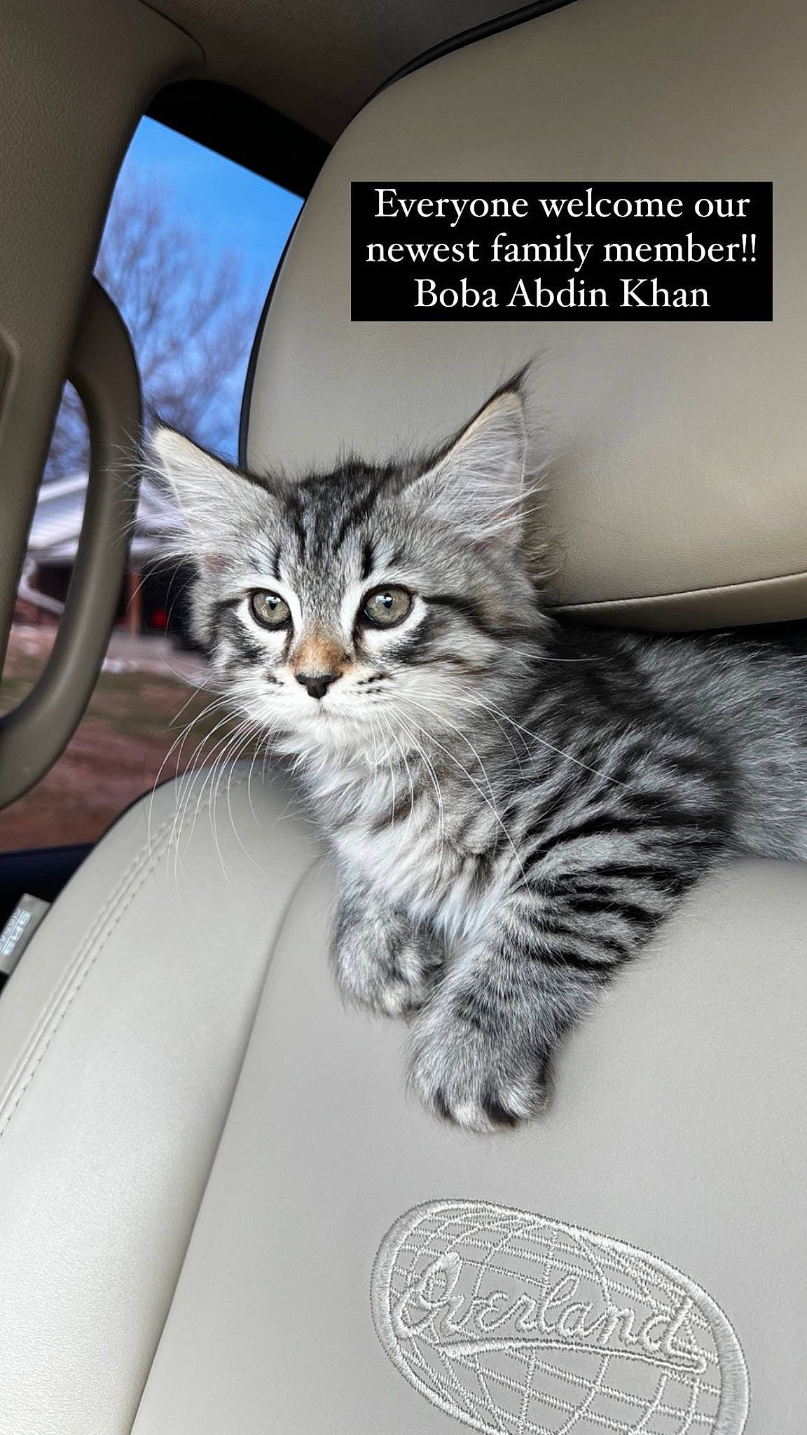 Boba is registered to the contest to win money with this photo: automotive_exterior, automotive_lighting, carnivore, cat, claw, comfort, domestic_short_haired_cat, felidae, fur, paw, photo_caption, sky, small_to_medium_sized_cats, snout, tail, vehicle, vehicle_door, whiskers, window, windshield
