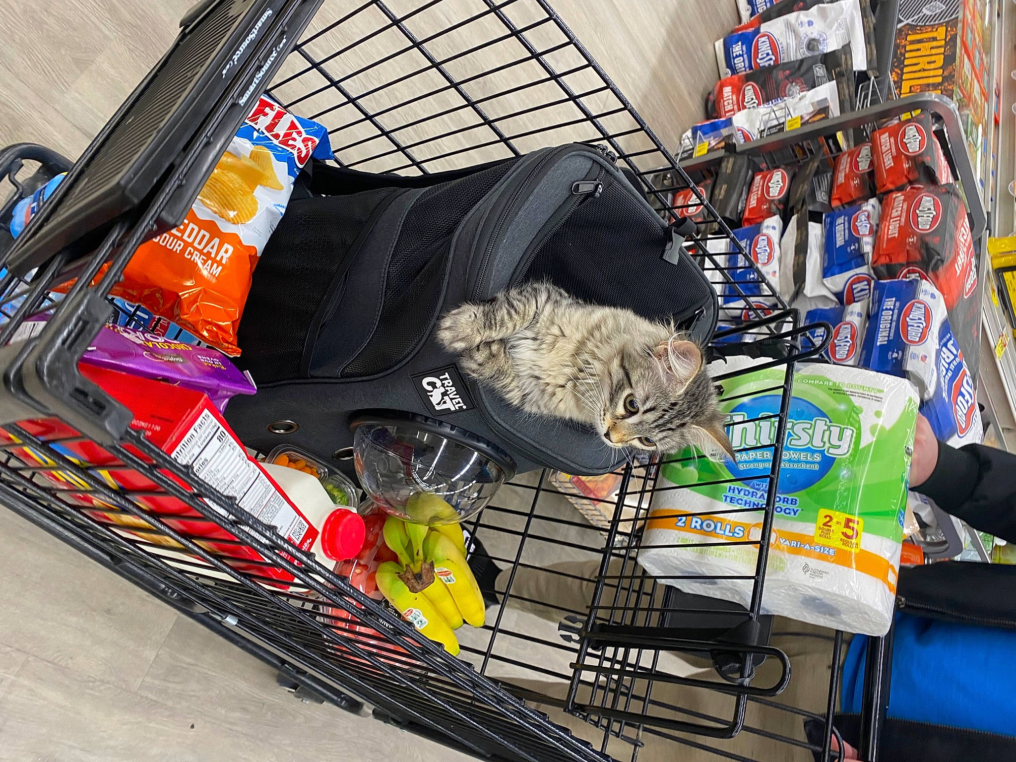 Boba is registered to the contest to win money with this photo: auto_part, automotive_design, automotive_exterior, automotive_lighting, automotive_tire, automotive_wheel_system, backpack, bag, baggage, luggage_and_bags, mode_of_transport, motor_vehicle, plastic, publication, retail, service, shopping_cart, tire, trunk, wheel