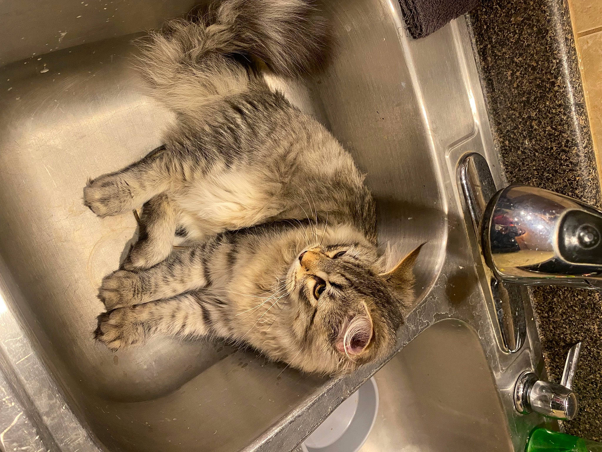 Boba is registered to the contest to win money with this photo: carnivore, cat, claw, domestic_short_haired_cat, felidae, fur, mammal, metal, monochrome_photography, paw, plumbing, plumbing_fixture, room, sink, small_to_medium_sized_cats, snout, still_life_photography, tail, tap, whiskers