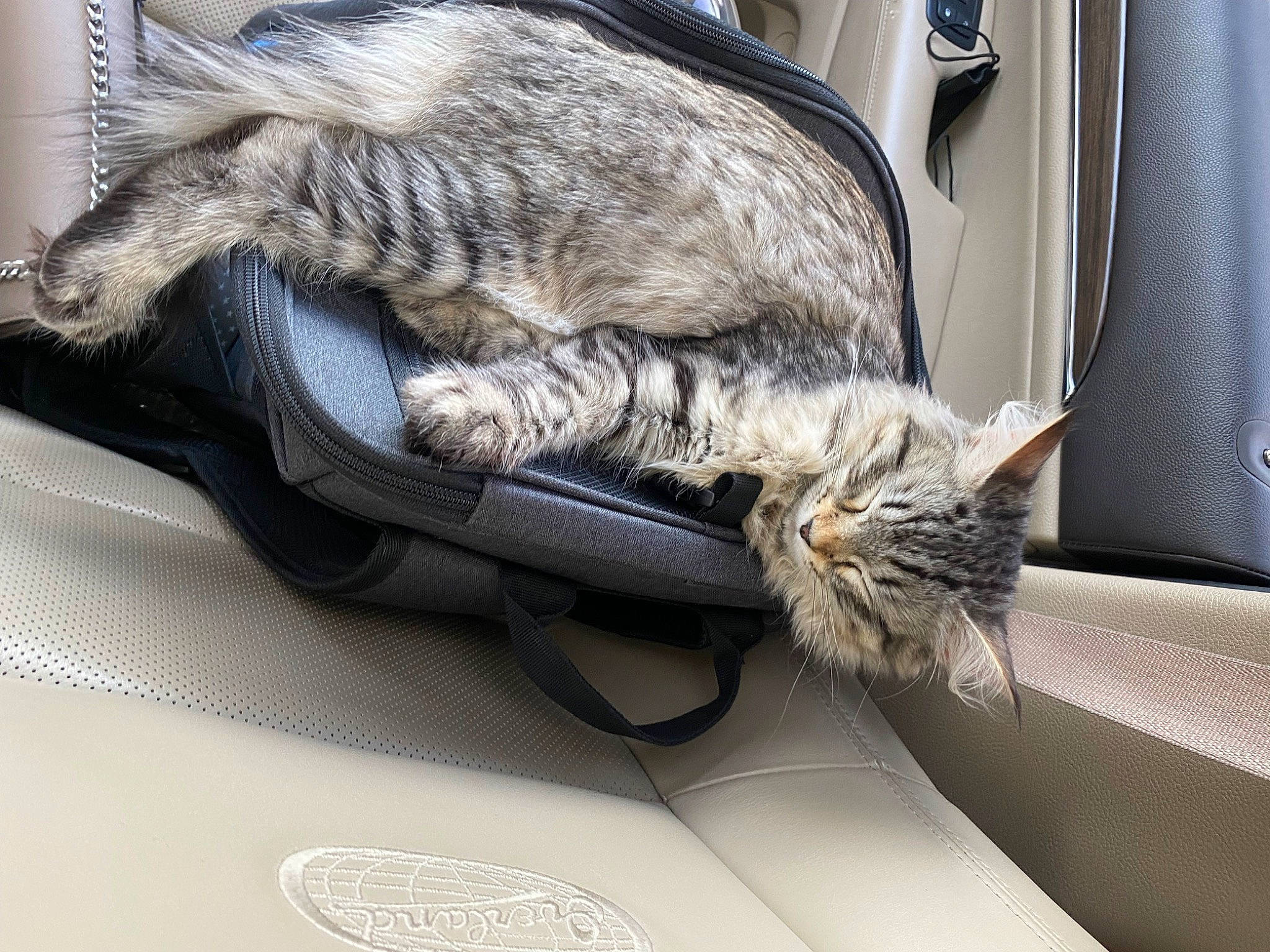 Boba joined the competition — help win amazing prizes! carnivore, cat, claw, comfort, domestic_short_haired_cat, felidae, fur, paw, sitting, small_to_medium_sized_cats, tail, vehicle, whiskers, window