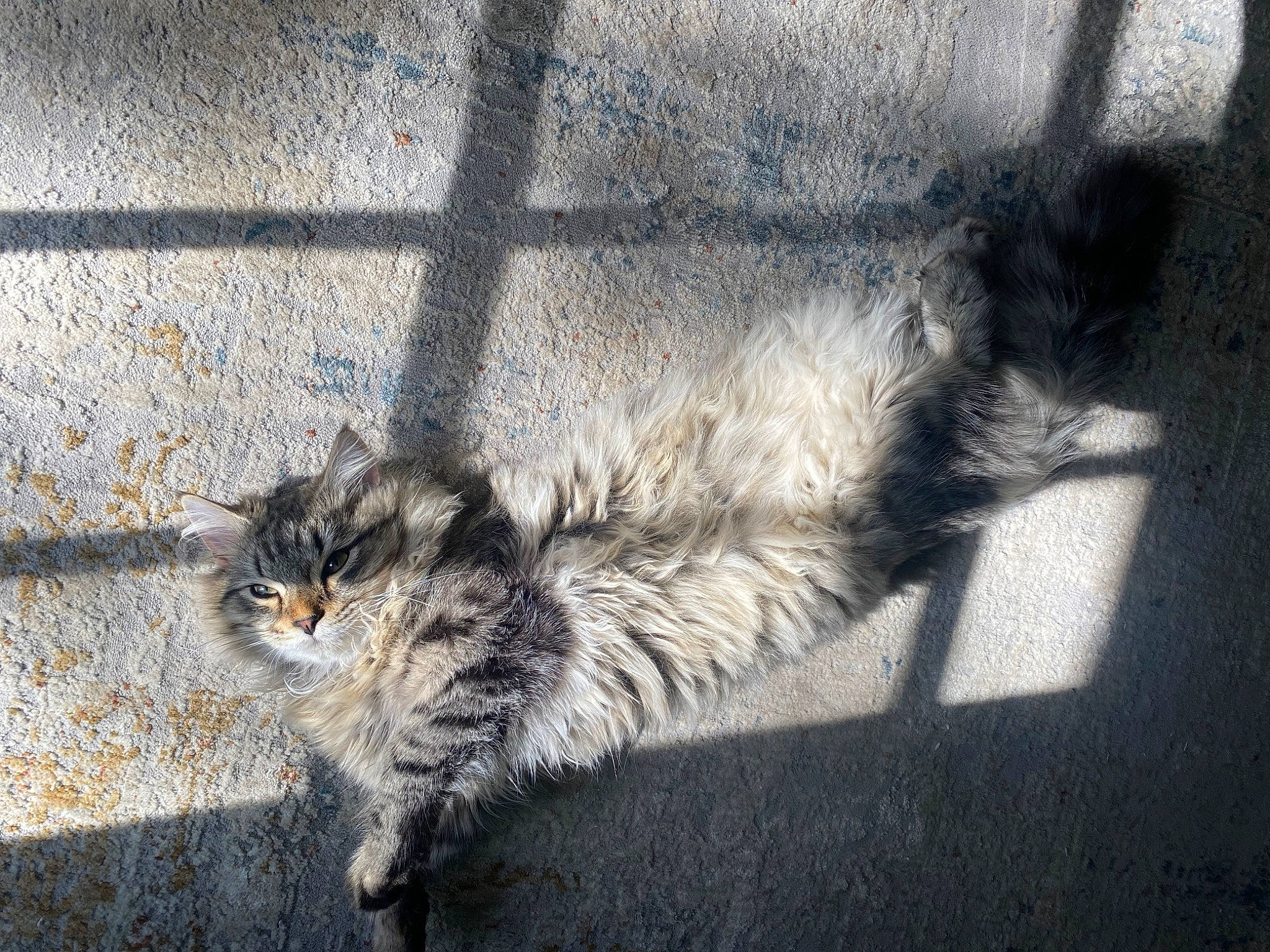 Boba is registered to the contest to win money with this photo: asphalt, carnivore, cat, concrete, domestic_short_haired_cat, felidae, flooring, fur, grey, monochrome_photography, road, road_surface, shadow, sidewalk, small_to_medium_sized_cats, snout, tail, tints_and_shades, whiskers, wood