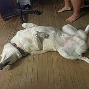 Zeus joined the competition — help win amazing prizes! dog, white_dog, lying_down, wooden_floor, bare_feet, office_chair, collar, relaxed, indoor, pet, canine, flooring, domestic, animal, household, fur, paw, casual, resting, home
