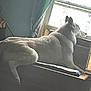 dog, window, indoor, resting, fur, side_view, quiet, calm, pet, animal, seat, curtain, light, looking_out, cozy, domestic, home, relaxed, window_air_conditioner, furniture
