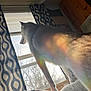 Zeus is registered to the contest to win money with this photo: dog, husky, window, sunlight, rainbow, bed, hand, curtains, wooden_dresser, indoor, animal, pet, furry, looking_out, light, shadow, cozy, room, daylight, patterned