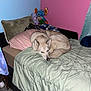 Zeus joined the competition — help win amazing prizes! dog, bed, pillow, blanket, stuffed_animal, plush_toy, indoor, bedroom, comforter, wall, pink_wall, blue_wall, floor, carpet, furniture, resting, sleeping, pet, canine, cozy