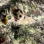 Manny joined the competition — help win amazing prizes! kitten, cat, christmas_tree, ornaments, lights, frosted_branches, holiday, decorations, greenery, indoor, cute, curious, pet, animal, white, brown, close_up, festive, nature, mouth_open