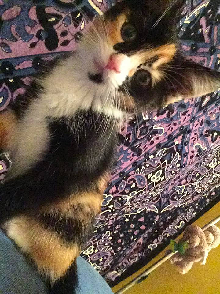 Zola a rejoint le concours — aidez-le/la à gagner de superbes lots ! carnivore, cat, european_shorthair, felidae, fur, kitten, maine_coon, norwegian_forest_cat, photography, small_to_medium_sized_cats, tail, whiskers