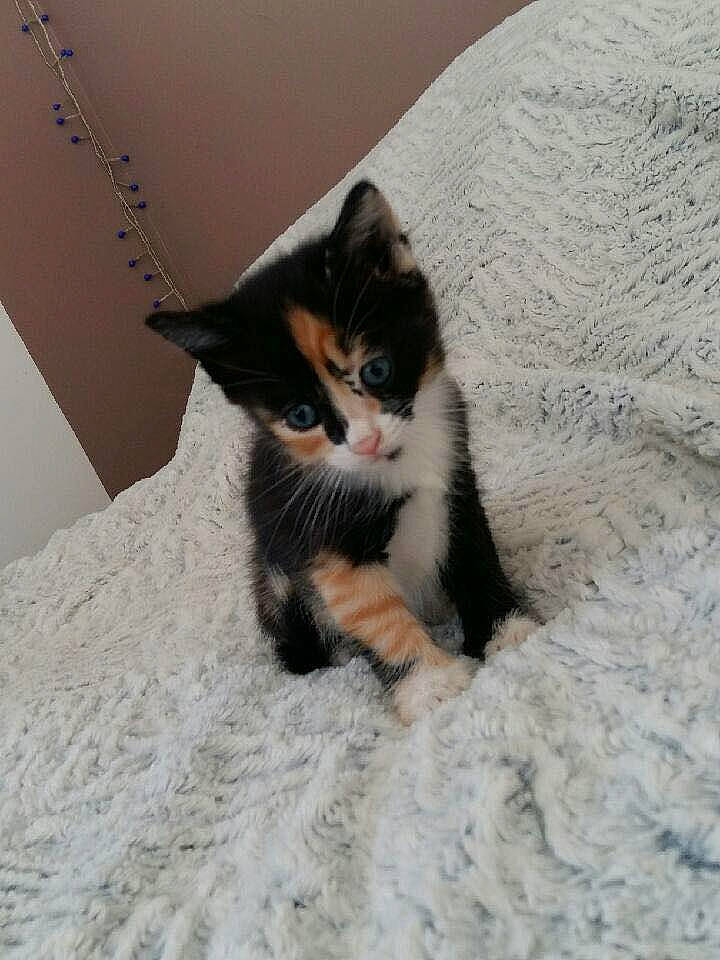 Zola a rejoint le concours — aidez-le/la à gagner de superbes lots ! aegean_cat, american_wirehair, carnivore, cat, claw, domestic_short_haired_cat, european_shorthair, eye, fawn, felidae, fur, kitten, mammal, polydactyl_cat, small_to_medium_sized_cats, tail, whiskers