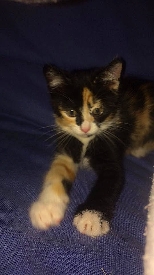 Zola participe au concours pour gagner de l'argent avec cette photo : american_shorthair, american_wirehair, asian, carnivore, cat, domestic_short_haired_cat, european_shorthair, fawn, felidae, fur, kitten, maine_coon, mammal, norwegian_forest_cat, paw, polydactyl_cat, small_to_medium_sized_cats, tabby_cat, tail, whiskers