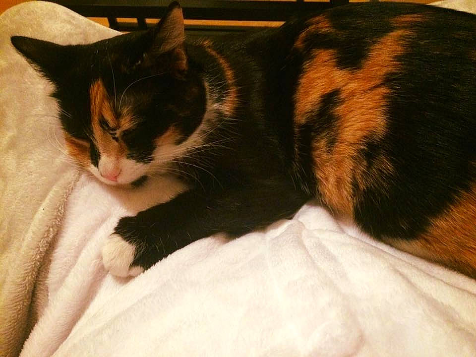 Zola participe au concours pour gagner de l'argent avec cette photo : aegean_cat, american_wirehair, asian, carnivore, cat, domestic_short_haired_cat, ear, european_shorthair, eye, felidae, fur, german_rex, kitten, mammal, nap, small_to_medium_sized_cats, snout, tail, whiskers