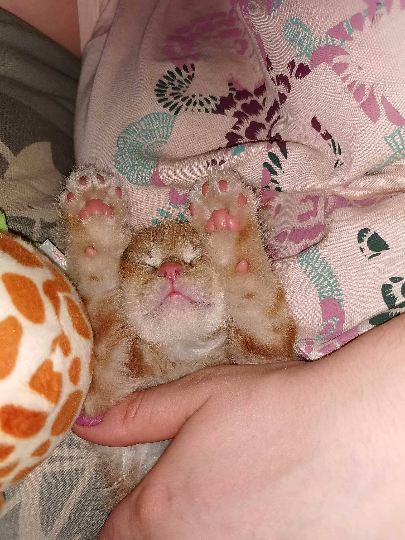 Martin a rejoint le concours — aidez-le/la à gagner de superbes lots ! asian, carnivore, cat, fawn, felidae, fur, kitten, pink, small_to_medium_sized_cats, whiskers