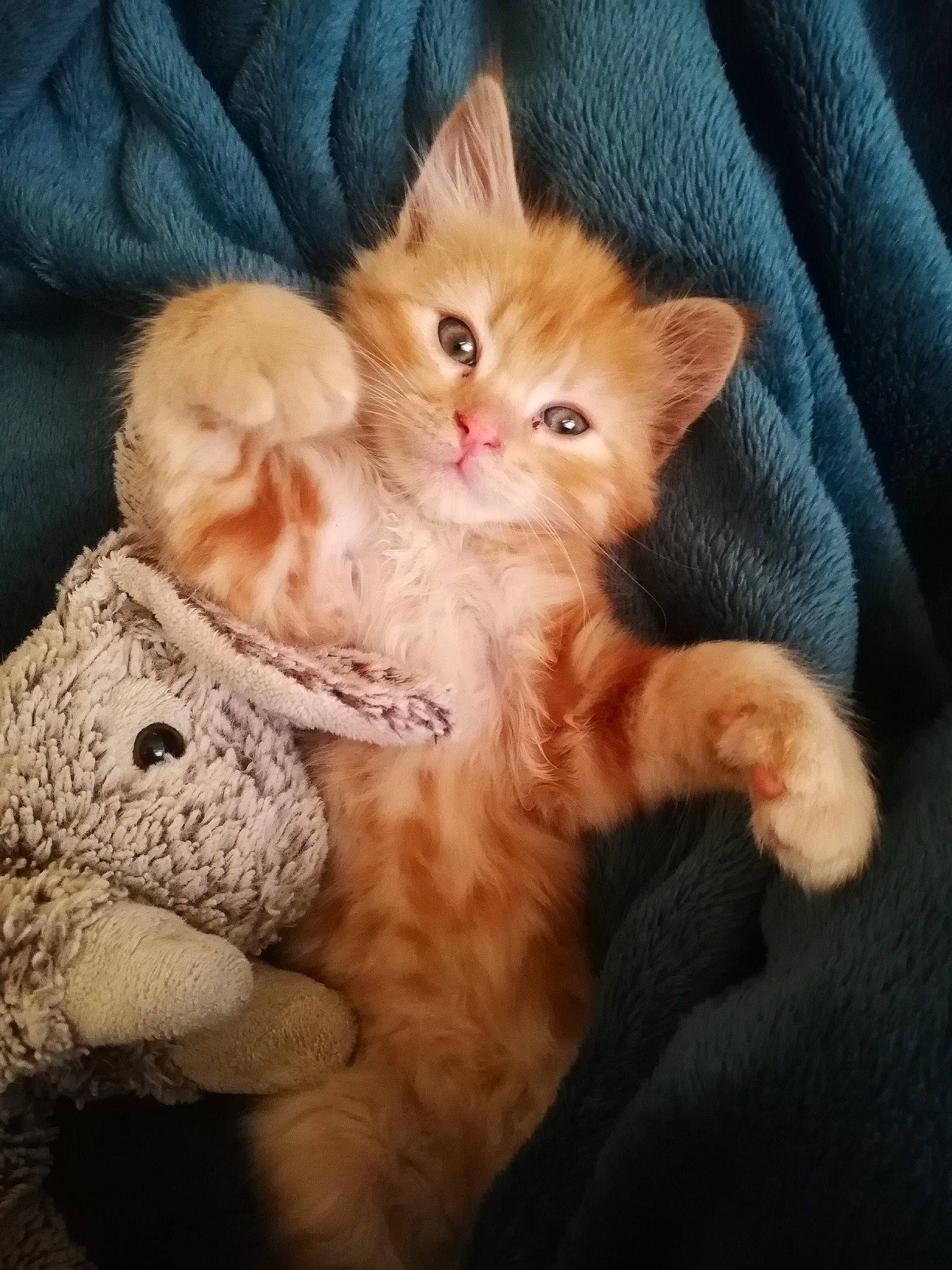 Martin participe au concours pour gagner de l'argent avec cette photo : asian, carnivore, cat, domestic_short_haired_cat, ear, european_shorthair, fawn, felidae, fur, german_rex, kitten, mammal, persian, pixie_bob, polydactyl_cat, selkirk_rex, small_to_medium_sized_cats, tabby_cat, whiskers