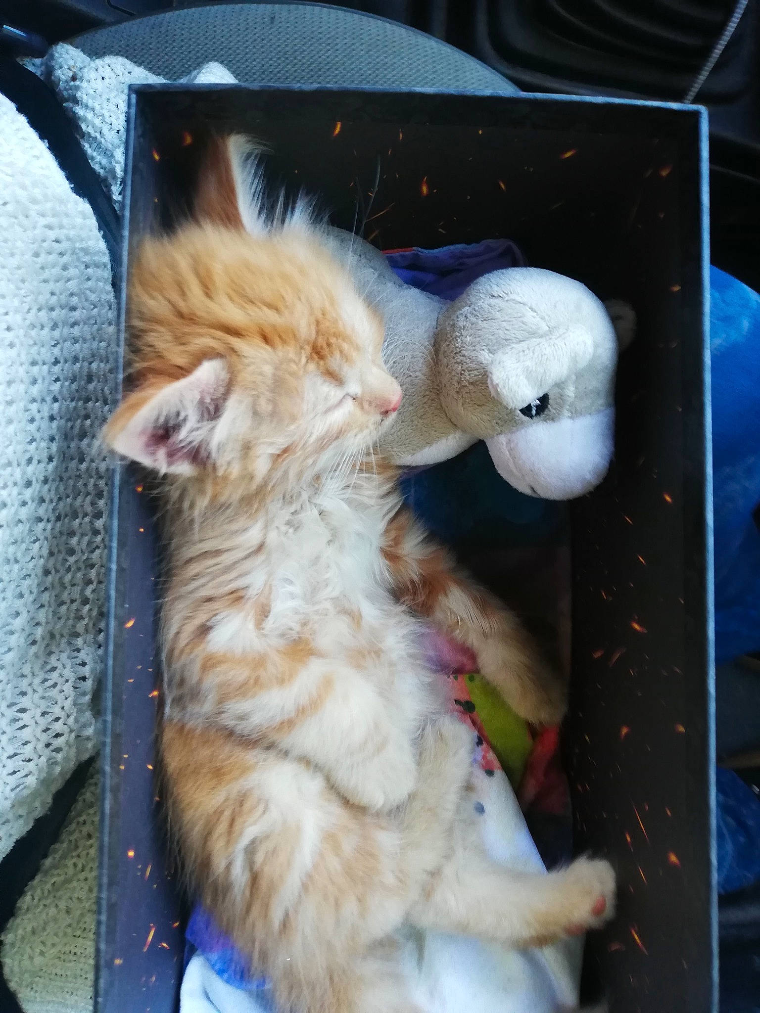 Martin participe au concours pour gagner de l'argent avec cette photo : carnivore, cat, claw, domestic_long_haired_cat, ear, fawn, felidae, fur, german_rex, kitten, organism, polydactyl_cat, small_to_medium_sized_cats, turkish_van, whiskers