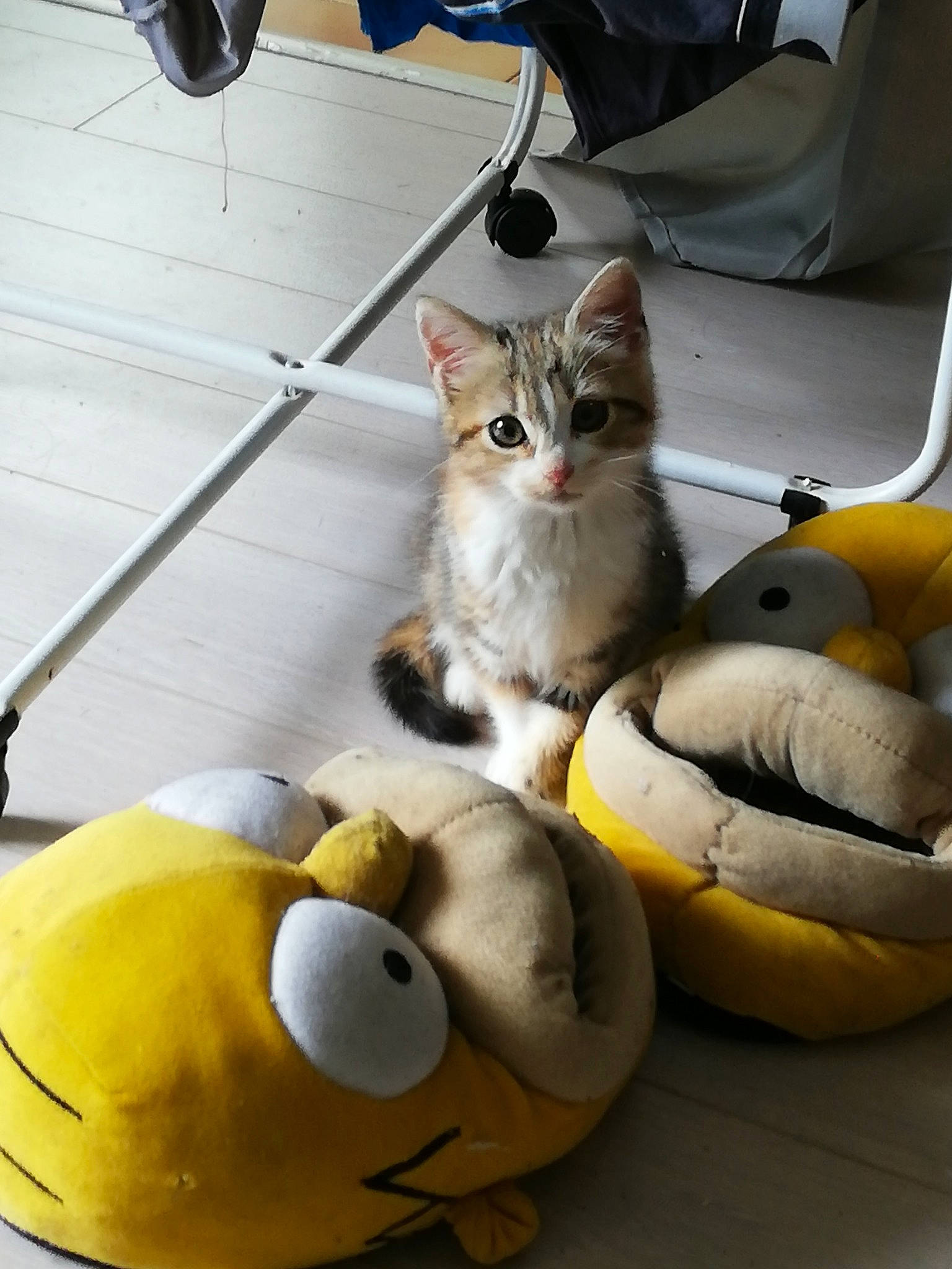 Ginny participe au concours pour gagner de l'argent avec cette photo : asian, carnivore, cat, domestic_short_haired_cat, european_shorthair, felidae, kitten, shoe, singapura, sitting, small_to_medium_sized_cats, snapshot, tail, whiskers, yellow