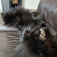Urgo a rejoint le concours — aidez-le/la à gagner de superbes lots ! animal, black_fur, couch, cozy, dog, domestic, fluffy, fur, home, indoor, leather, living_room, mammal, paw, paw_pad, pet, relaxing, resting, sleeping, upside_down