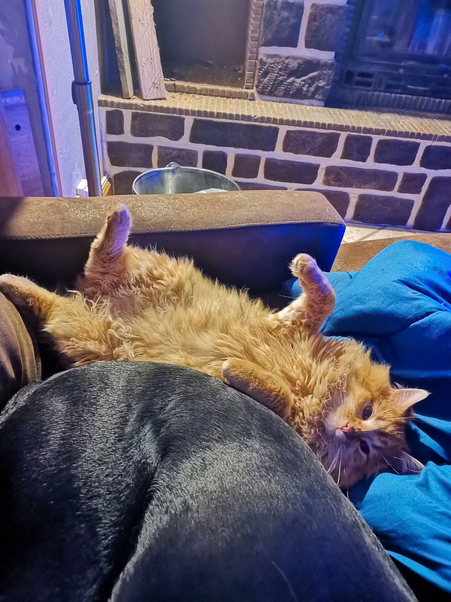 Garfield a rejoint le concours — aidez-le/la à gagner de superbes lots ! blue, carnivore, cloud, comfort, dog_breed, eye, fawn, felidae, gesture, hand, human_body, leg, picture_frame, sky, small_to_medium_sized_cats, snout, television, tints_and_shades, whiskers, working_animal