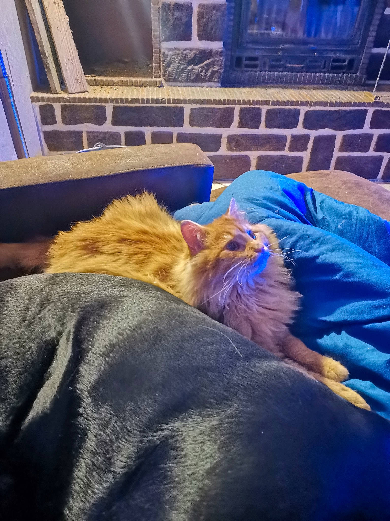 Garfield a rejoint le concours — aidez-le/la à gagner de superbes lots ! blue, carnivore, cat, comfort, companion_dog, dog_breed, electric_blue, fawn, felidae, flooring, fur, human_leg, lap, linens, small_to_medium_sized_cats, snout, tail, textile, tints_and_shades, whiskers