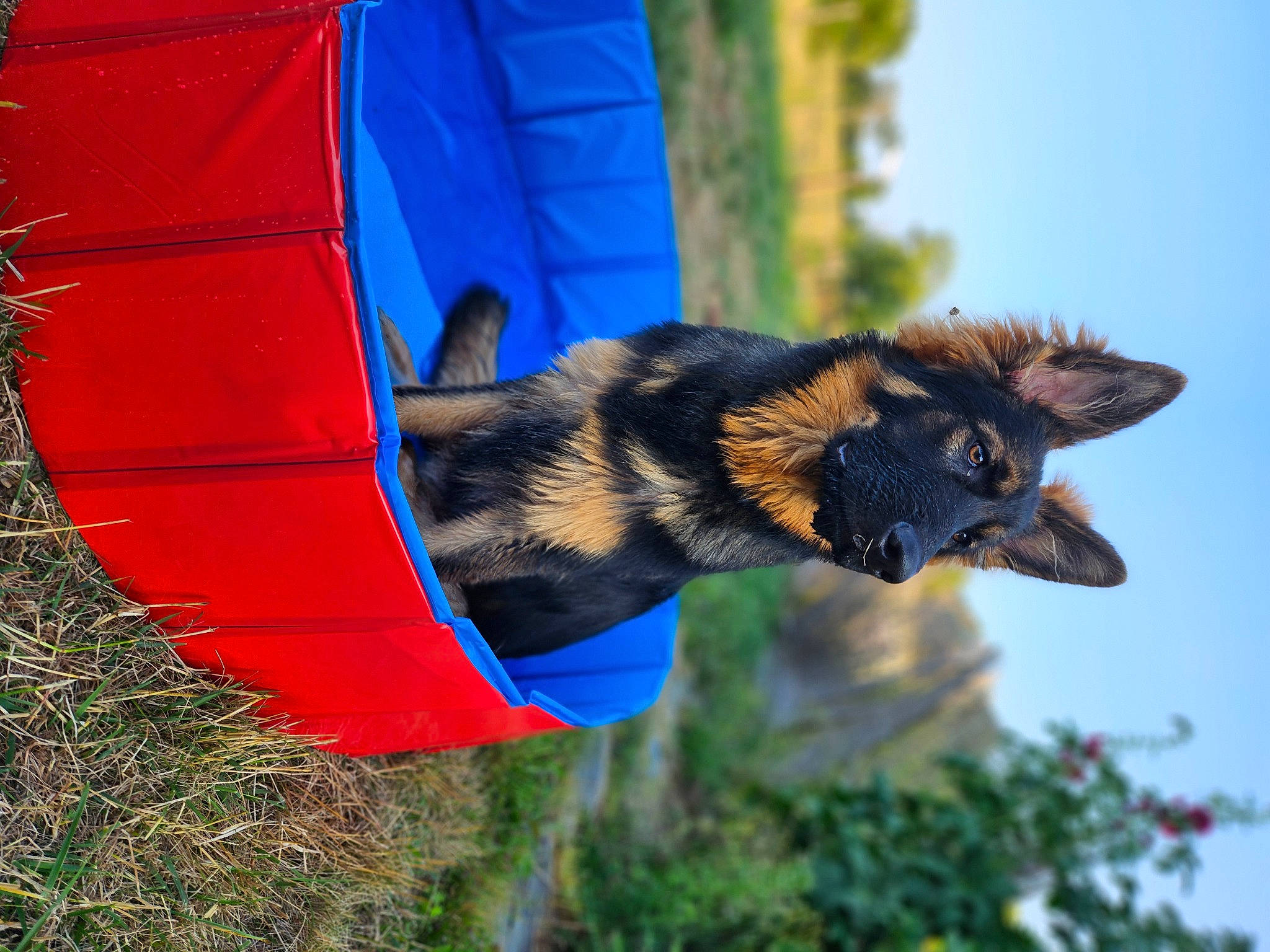Toscane participe au concours pour gagner de l'argent avec cette photo : blue, canidae, carnivore, collar, companion_dog, dog, dog_breed, dog_collar, dog_sports, electric_blue, felidae, fur, plant, sky, sporting_group, tail, terrestrial_animal, tree, window, wing