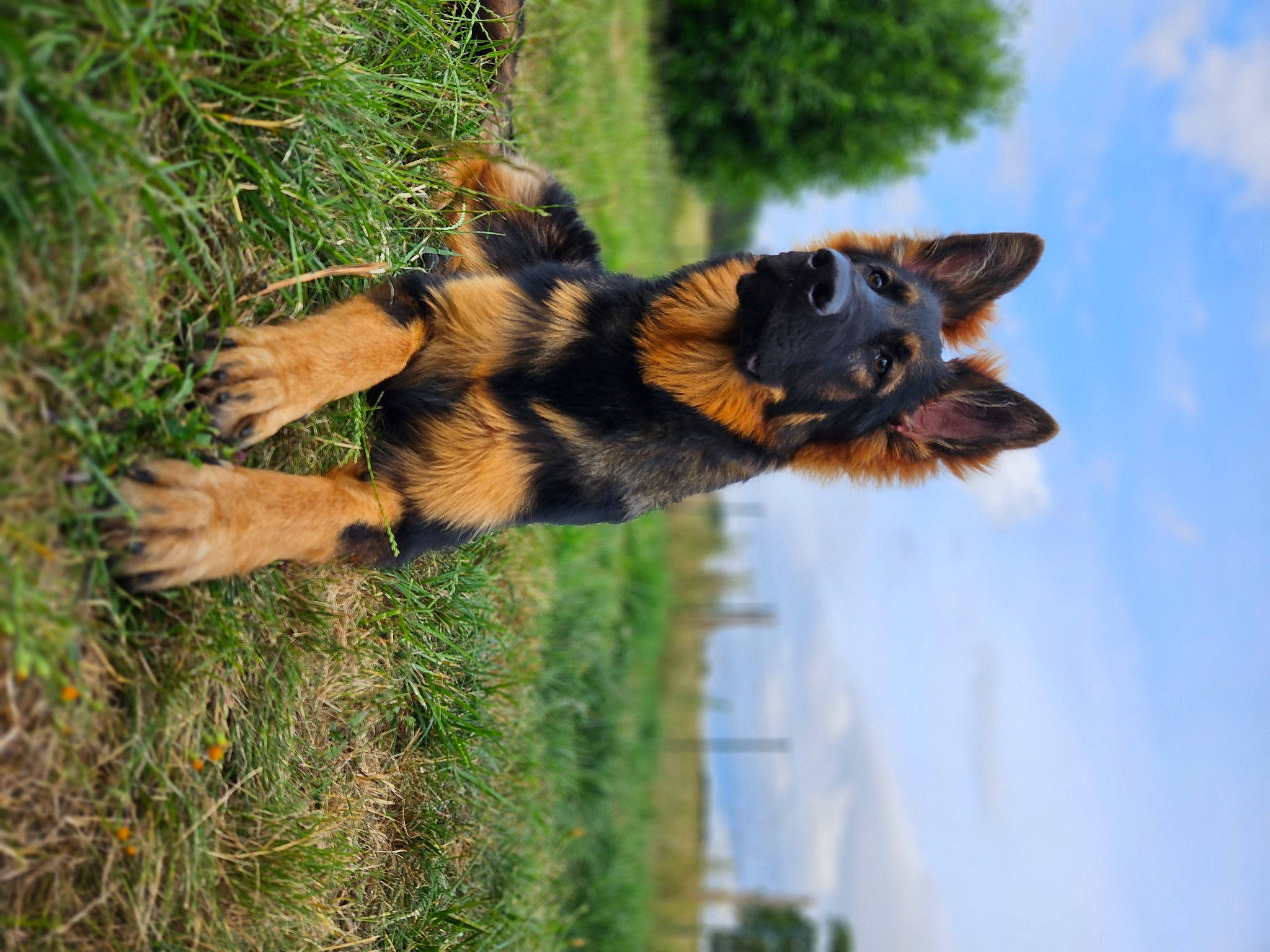 Toscane participe au concours pour gagner de l'argent avec cette photo : bat, canidae, carnivore, cloud, dog, dog_breed, fawn, felidae, grass, old_german_shepherd_dog, plant, sky, snout, sporting_group, tail, terrestrial_animal, tree, trunk, window, wood