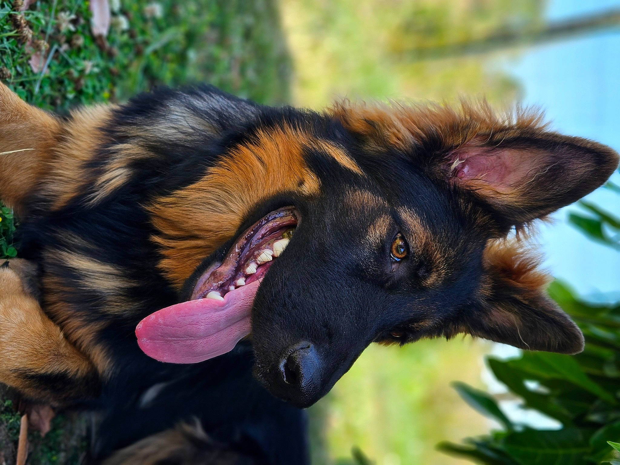 Toscane participe au concours pour gagner de l'argent avec cette photo : biting, carnivore, close_up, dog_breed, fur, king_shepherd, old_german_shepherd_dog, plant, snout, terrestrial_animal, tree, wildlife, working_dog