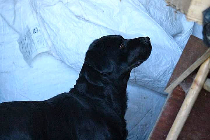 Flayosc a rejoint le concours — aidez-le/la à gagner de superbes lots ! beagador, black, borador, canidae, carnivore, dog, dog_breed, flat_coated_retriever, labrador_retriever, retriever, sporting_group