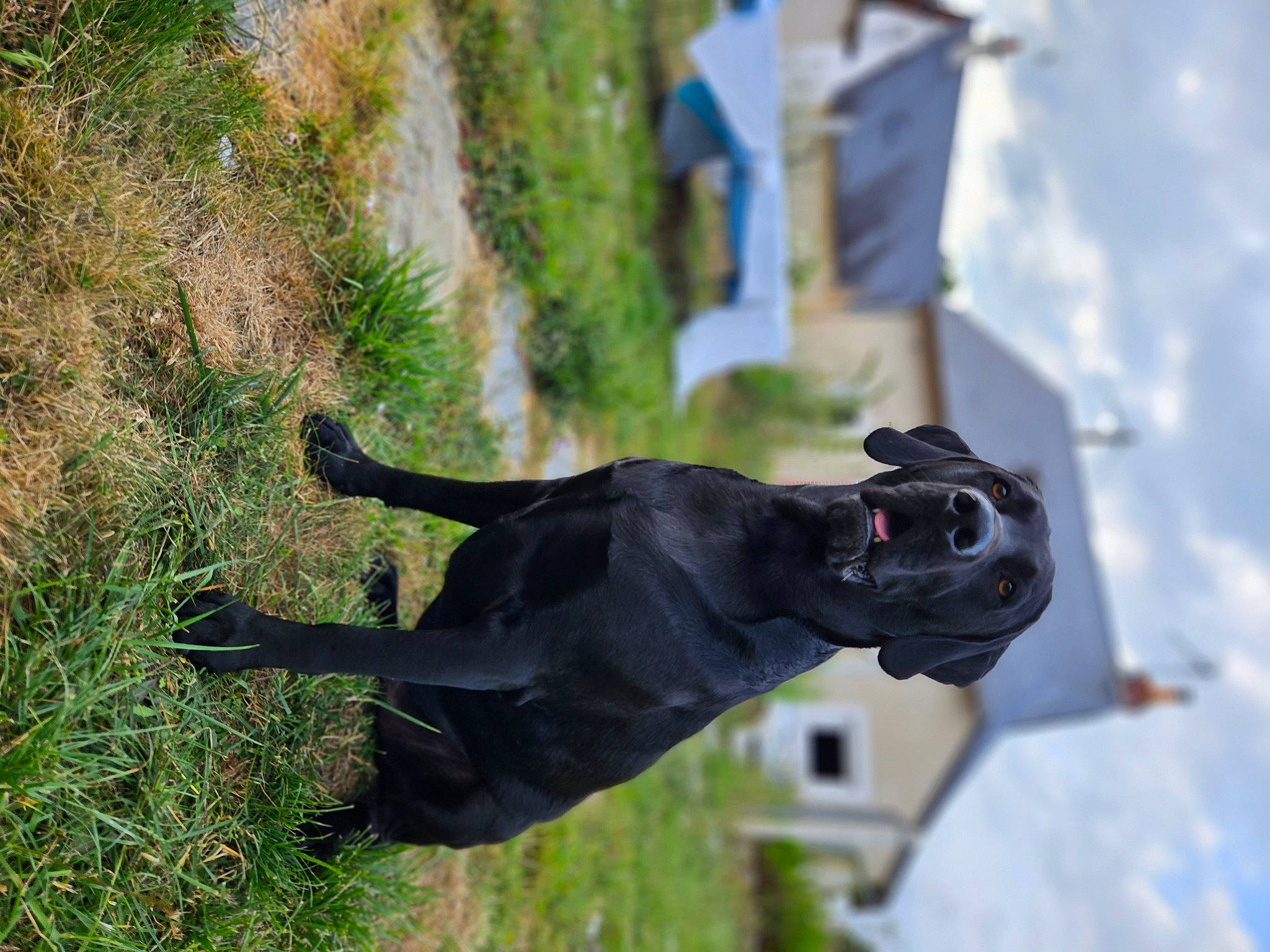 Rocky participe au concours pour gagner de l'argent avec cette photo : adventure, canidae, carnivore, collar, companion_dog, dog, dog_breed, dog_collar, fawn, grass, guard_dog, leash, liver, personal_protective_equipment, pet_supply, plant, snout, sporting_group, tail, working_animal