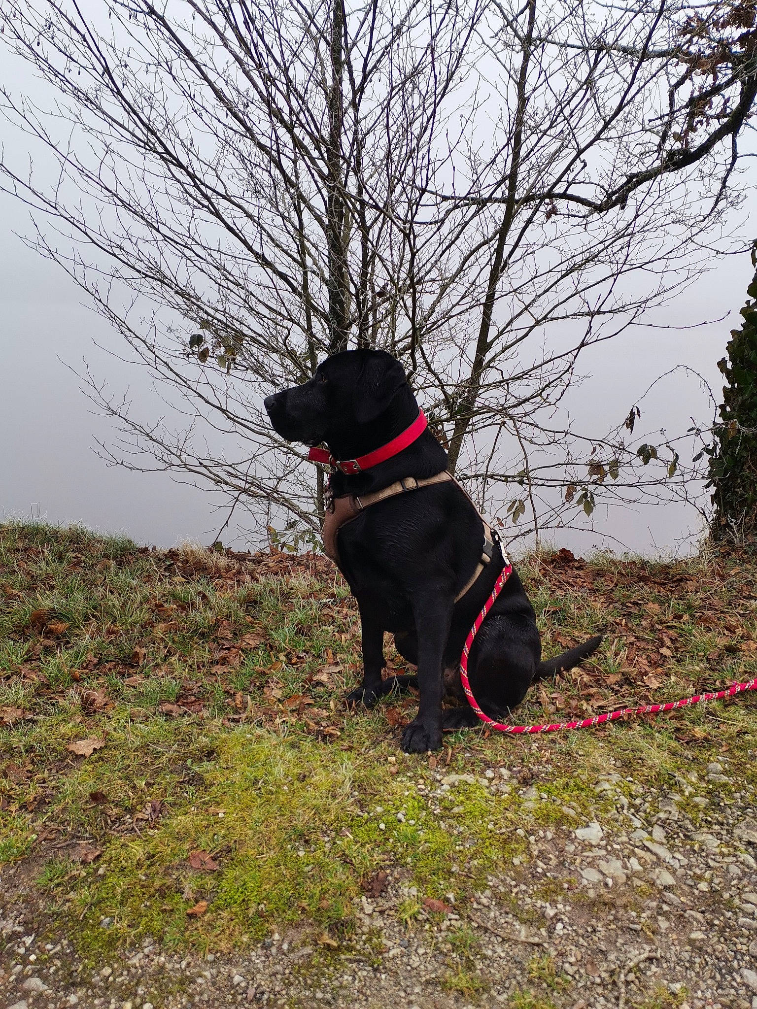 Rocky a rejoint le concours — aidez-le/la à gagner de superbes lots ! carnivore, collar, companion_dog, dog, dog_breed, dog_collar, dog_supply, fashion_accessory, fawn, grass, leash, pet_supply, plant, sky, sporting_group, tail, tints_and_shades, tree, twig, working_animal