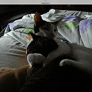 Leah And Patches is registered to the contest to win money with this photo: animal, bed, blanket, cat, cats, closeup, comfort, cozy, cuddle, dark, domestic, feline, fur, indoor, mammal, pet, rest, sleeping, snuggle, two_animals