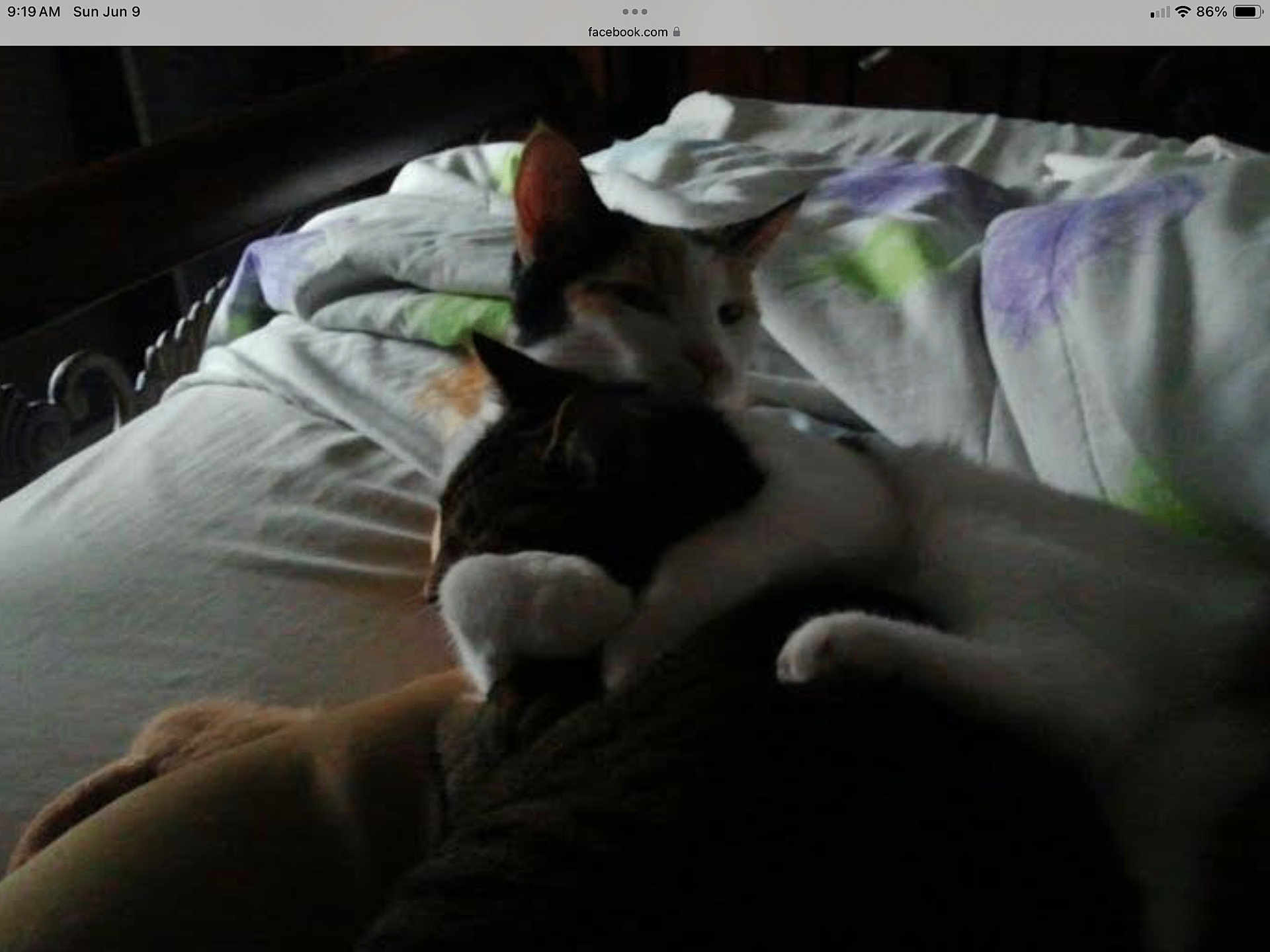 Leah And Patches is registered to the contest to win money with this photo: animal, bed, blanket, cat, cats, closeup, comfort, cozy, cuddle, dark, domestic, feline, fur, indoor, mammal, pet, rest, sleeping, snuggle, two_animals