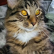 Yankee is registered to the contest to win money with this photo: alert, blanket, cat, chest, close_up, cute, domestic_cat, ear, face, feline, fur, golden_eyes, indoor, long_hair, nose, pet, portrait, striped, tabby_cat, whiskers