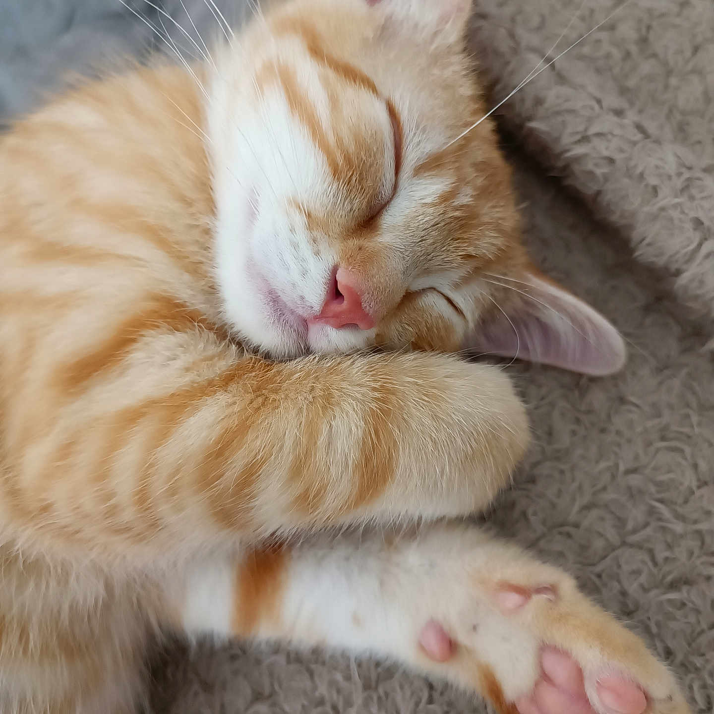 Ikso participe au concours pour gagner de l'argent avec cette photo : abyssinian, animal, bodypart, cat, claw, couch, electronics, finger, furniture, hand, hardware, hardwood, hook, kitten, manx, person, pet, sleeping, toe, wood