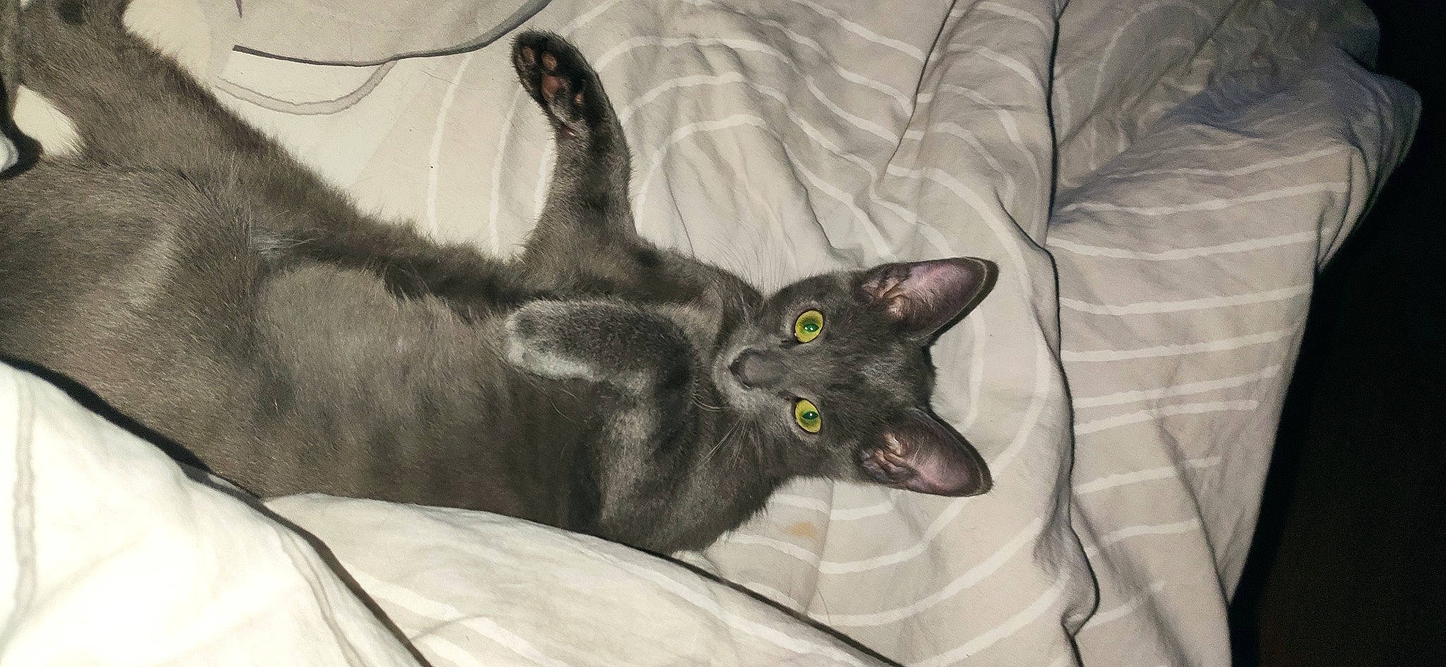 Grispoil a rejoint le concours — aidez-le/la à gagner de superbes lots ! black_cat, bombay, carnivore, cat, claw, comfort, domestic_short_haired_cat, ear, felidae, fur, grey, havana_brown, small_to_medium_sized_cats, snout, tail, whiskers