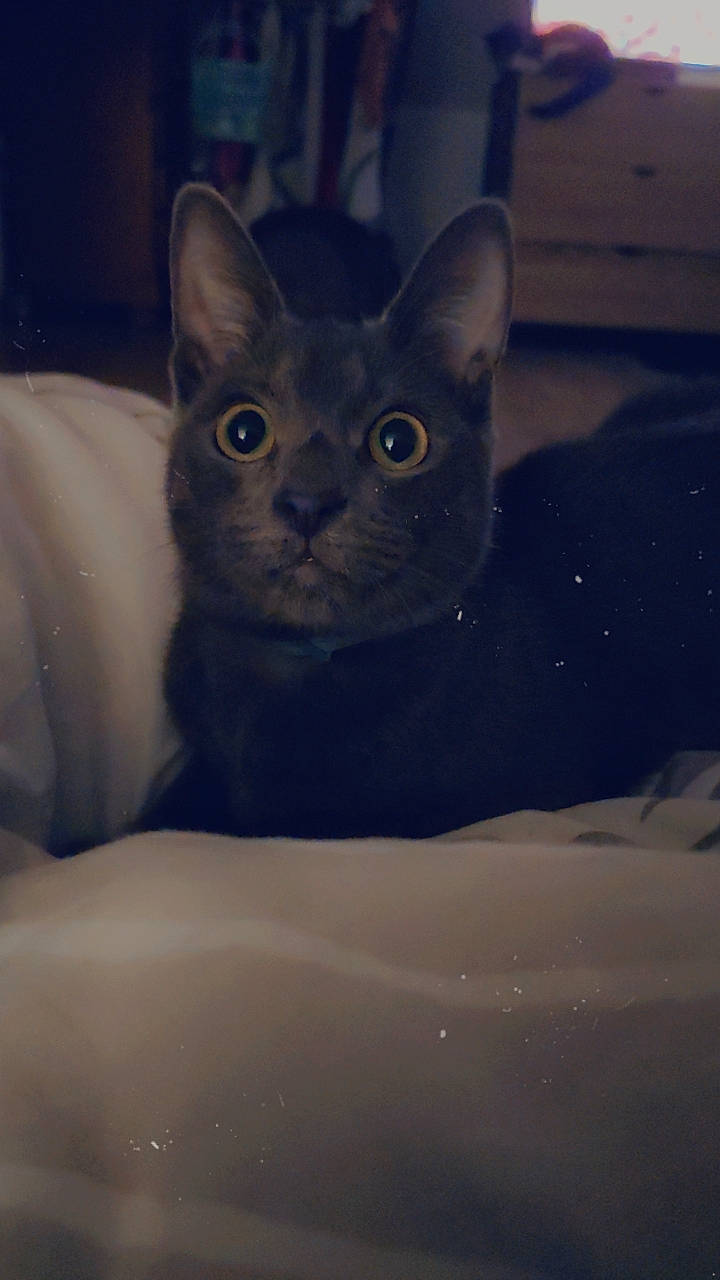 Grispoil participe au concours pour gagner de l'argent avec cette photo : carnivore, cat, comfort, domestic_short_haired_cat, drinkware, electric_blue, felidae, fur, iris, russian_blue, sitting, small_to_medium_sized_cats, snout, tail, terrestrial_animal, whiskers, window