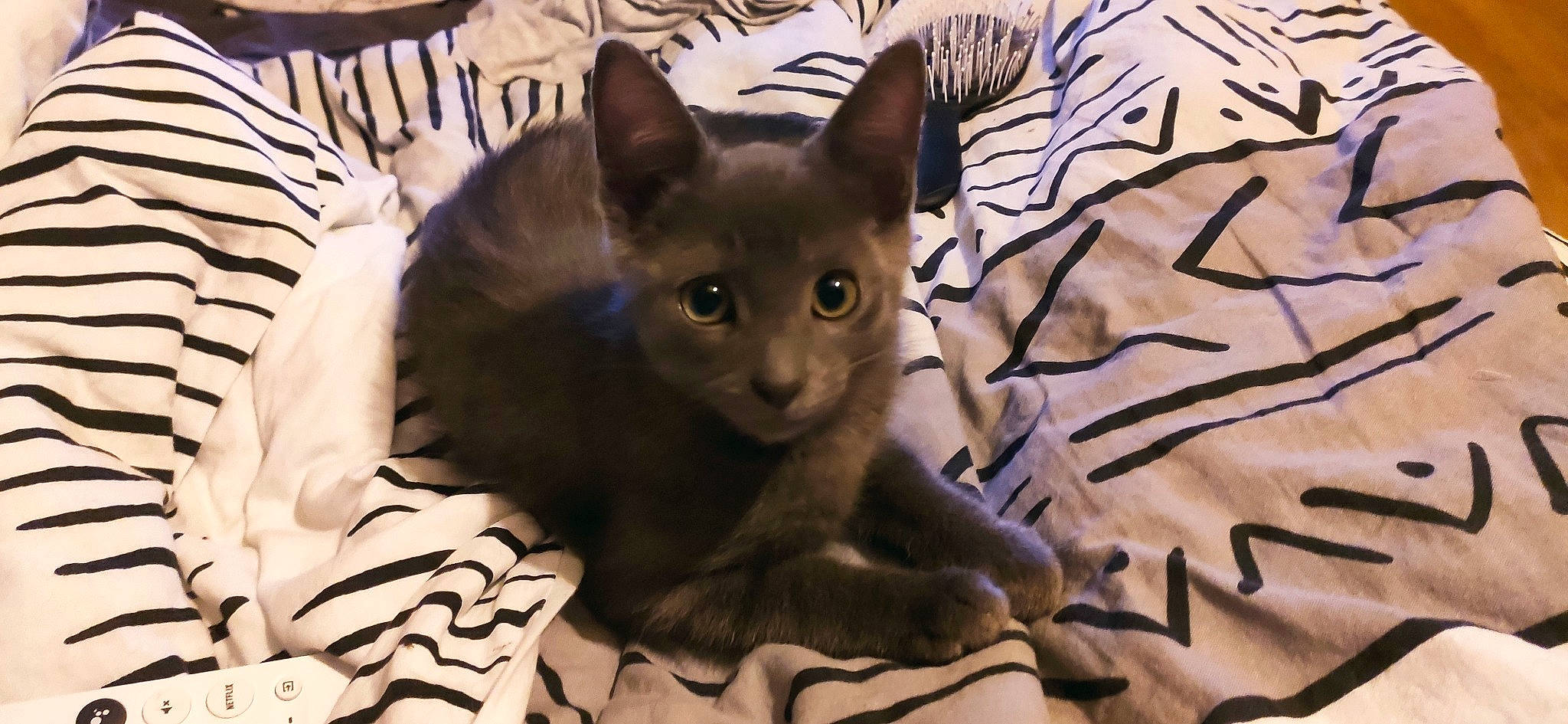 Grispoil participe au concours pour gagner de l'argent avec cette photo : carnivore, cat, claw, close_up, comfort, domestic_short_haired_cat, fawn, felidae, fur, paw, plant, sitting, small_to_medium_sized_cats, snout, tail, terrestrial_animal, tree, whiskers