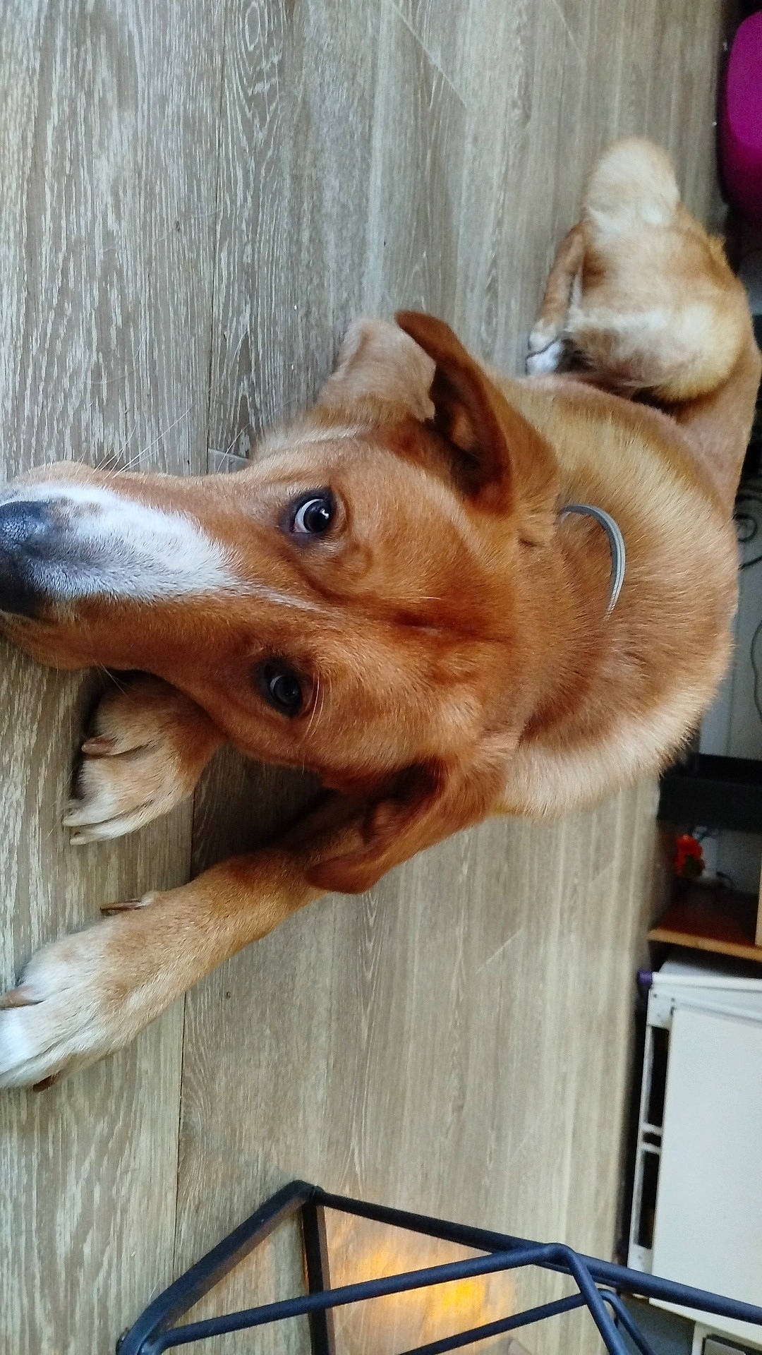 accessories, animal, beagle, canine, dog, furniture, goldenretriever, handrail, hardwood, hound, husky, indoors, interiordesign, labradorretriever, leash, pet, plywood, puppy, strap, wood