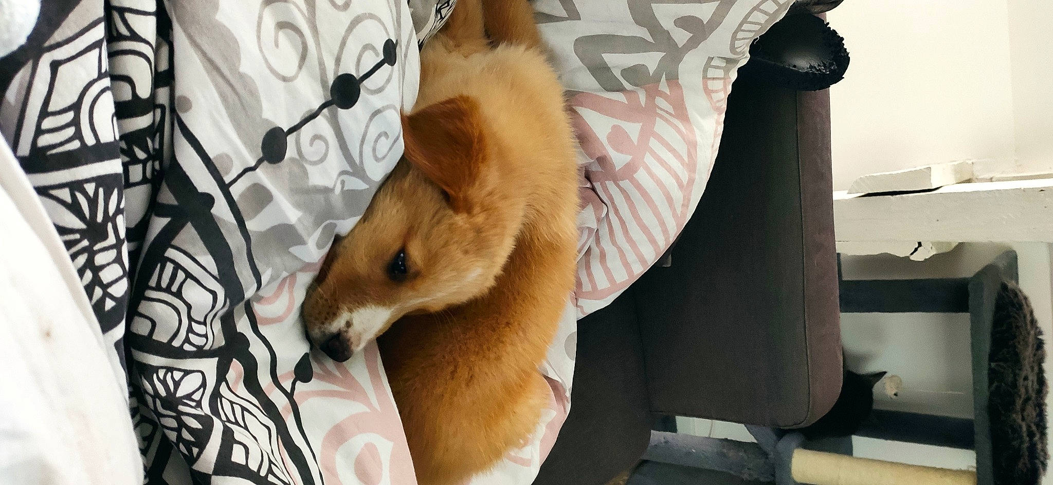 Volt a rejoint le concours — aidez-le/la à gagner de superbes lots ! canidae, carnivore, comfort, companion_dog, dog, dog_breed, dog_supply, fawn, fur, linens, non_sporting_group, paw, room, spitz, sporting_group, tail, terrestrial_animal, whiskers, wood, working_animal